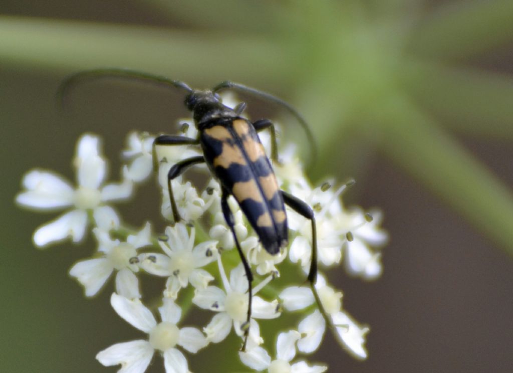 Leptura quadrifasciata? S.